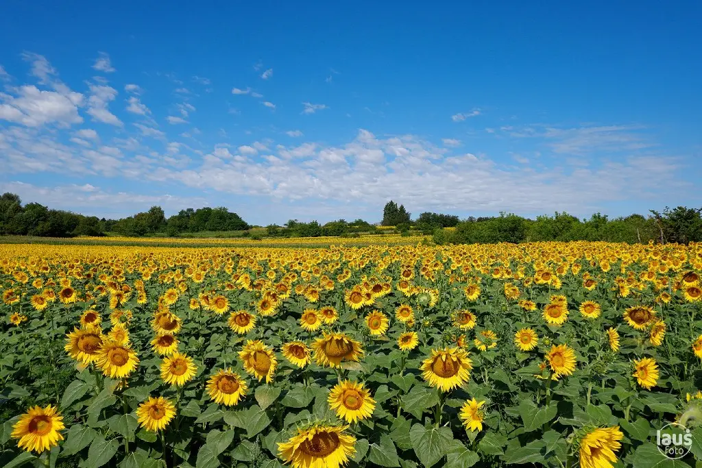 Laus_Sunflower-field-TB4bG9.jpg